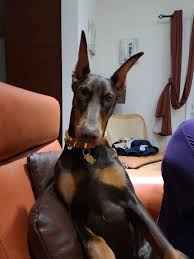 Check spelling or type a new query. Doberman Pinscher Puppies For Sale Old Bridge Nj 350725