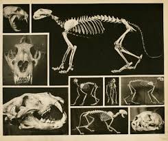 Carnivore Skeletons Animal Skeletons Animal Skulls Animals