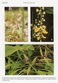 Image result for Polygala persicariifolia