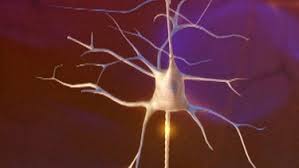 Jan 09, 2018 · die nervenzelle aufbau und funktion der nervenzelle. Biologie 2 Nervensystem Nervenzelle Aufbau Und Funktion Biologie Telekolleg Br De