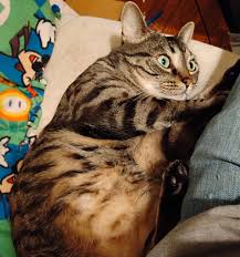 Image result for tbn:XlKqJDikDsTDFM::i132.photobucket.com/albums/q36/queen-elarab/cats/22.jpg