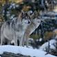 Wolves Shape Ecosystems, Right?
