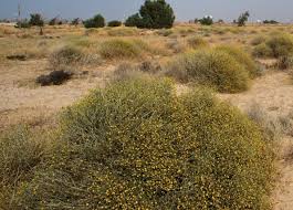 Image result for Halopyrum mucronatum