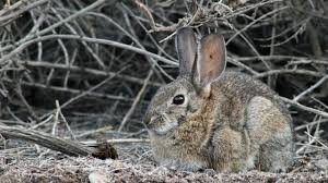 How to pronounce liebre de pascua? A Deadly Virus Is Killing Wild Rabbits In North America Science Aaas