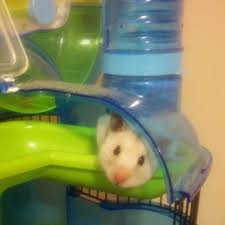 Teddy bear hamster is really just another name for the syrian or golden hamster. Syrian Hamster Breeder Home Facebook