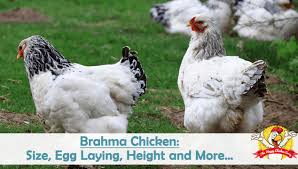 brahma chicken size egg laying height and more