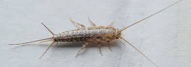 Silberfische machen die nacht zum tag: Silberfische Woher Kommen Sie Und Was Hilft Gegen Sie