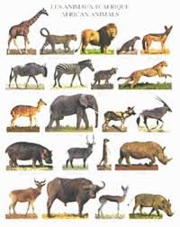 Les Animaux De La Savane Africaine Blog De Hawa333 Une maquette moderne à la mise en page claire et simplifiée et des illustrations aux légendes fléchées ; les animaux de la savane africaine