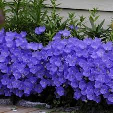 Bellflower Blue Flower Seeds Campanula Carpatica Blue 200 Seeds In 2020 Campanula Flowers Flower Seeds Flowers Perennials