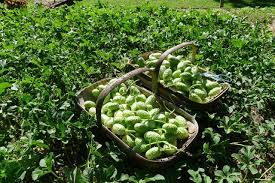 Image result for Cucumis anguria