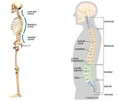 If you are looking for a back pain exercise program to fix your back from home. The Beauty Function Of The Natural Curves Of The Spine Pilates Collective Denver