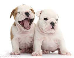 White And Brown And White Bulldog Puppies 5 Weeks Old Photo Wp38307