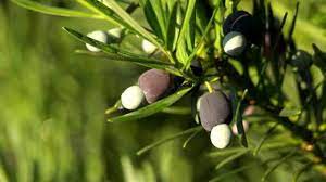 In addition to these, we offer it at with the assistance of skilled and adroit professionals we manufacture, supply and export a comprehensive range of podocarpus nagi seeds. Plant Of The Month For April 2017 Podocarpus West Hawaii Today