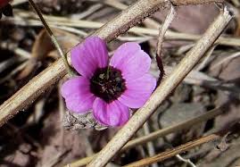 Image result for Geranium ocellatum