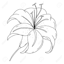 Lily Flower Outline Drawing Black And White Image Isolated On Royalty Free Cliparts Vectors And Stock Illustration Image 137457039