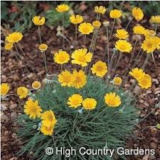 Avoid direct sunlight, drafts, and extreme temperatures to maximize the life of cut flowers. Native To Texas Hymenoxys Acaulis Angelita Daisy Blooms All Year And Loves The Sun And Little Water Flowers Low Water Plants Plants Desert Landscaping