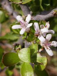 Image result for Ehretia rigida