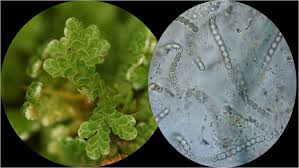 Image result for Azolla