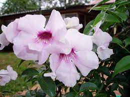 Southern vine & co's best boards. Container Size For Bowers Vine Pat Welsh Organic And Southern California Gardening