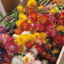 Image result for Helichrysum mixtum