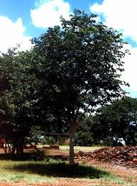 Image result for Baikiaea