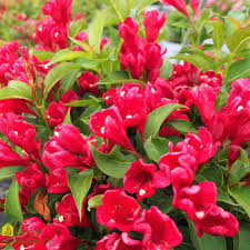 Blooms in may & reblooms until frost. Weigela Florida Sonic Bloom Red Weigela From Home Nursery