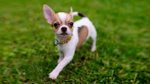 Teacup Chihuahua Facts On The Aggressive Cute Toy Breed Petmoo