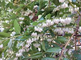 Image result for Agarista