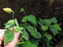 Image result for Abutilon sonneratianum