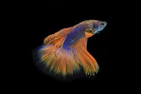 Bumblebee betta, sparking gourami, neo shrimp, and two neon blue goby. Best Fish For 3 Gallon Tanks Stocking Ideas Fish Tank Master
