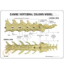 Canine Spine Anatomical Model Canine Thoracic Vertebrae Vertebrae