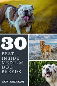 Pin By Wowpooch On Dogs Pets Breeds Dog Breeds Medium Lazy Dog Breeds Dog Breeds List