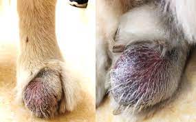 Women who battle cancer in their twenties face unparalleled challenges—and have unique do you pray strategically for your family? Canine Malignant Melanoma Inner Side Of Third Toe On Left Hind Limb Products Gongwin Biopharm Co Ltd