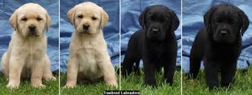 Aust & nz aust qld nsw act vic tas sa wa nt nz. Labrador Breeders In Nsw Australia July 2021