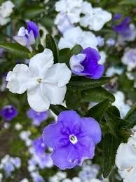 Image result for Brunfelsia australis