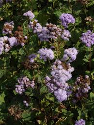 Image result for Ageratinastrum