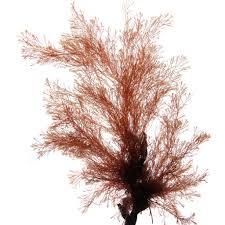 Image result for Polyspatha oligospatha