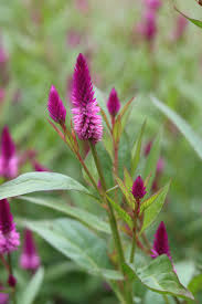 Image result for Celosia stuhlmanniana
