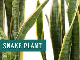 Aristolochia extracts are known to be toxic. 26 Best Indoor Plants For Your Home