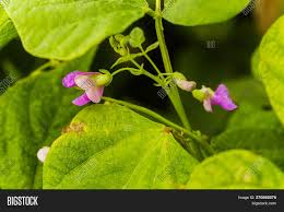 Check spelling or type a new query. Purple Flowers Green Image Photo Free Trial Bigstock