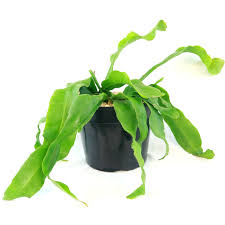 Image result for Oxypetalum