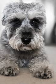 Planning a trip is easy with uber. Miniature Schnauzer The Uber Terrier