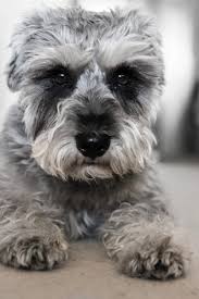 Schnauzer breeders specializing in merle schnauzers & premium mega coated schnauzers. Miniature Schnauzer The Uber Terrier
