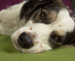 And some cancers just plain hurt: Five Signs Your Dog Might Be Having A Stroke And How To Help