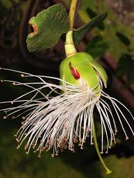 Image result for Sonneratiaceae