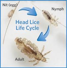 Image result for lice life cycle