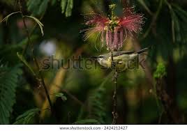Image result for Pavetta rwandensis