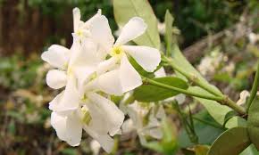 Amazon drive cloud storage from amazon: Star Jasmine A Fragrant And Vigorous Climber Epic Gardening