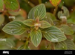 Image result for Dissotis glandulosa