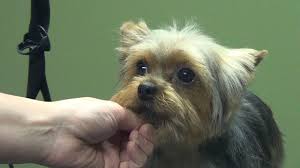 Most yorkies are kept in a shorter puppy cut for this reason. How To Groom A Yorkie Puppy Cut Yorkshire Terrier Do It Yourself Dog Grooming Youtube